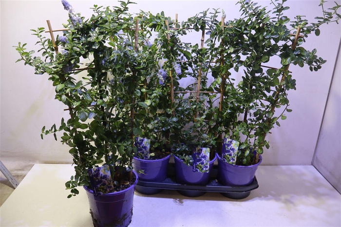 <h4>Cean Th Repens</h4>