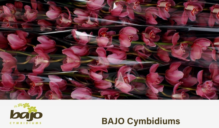 <h4>CYMB T MRS PAULINE</h4>