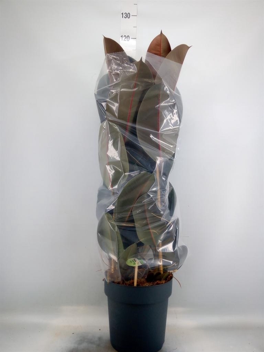 <h4>Ficus elastica 'Abidjan'</h4>