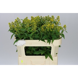 Lysimachia Vulgaris