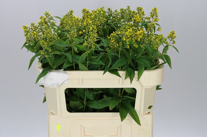 <h4>Lysimachia Vulgaris</h4>