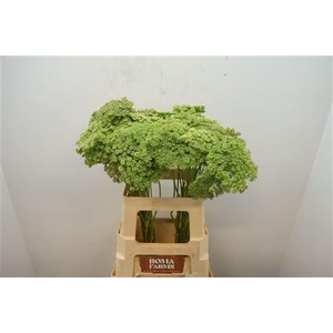 Ammi Vis Green Mist