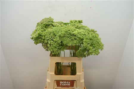 <h4>Ammi Vis Green Mist</h4>