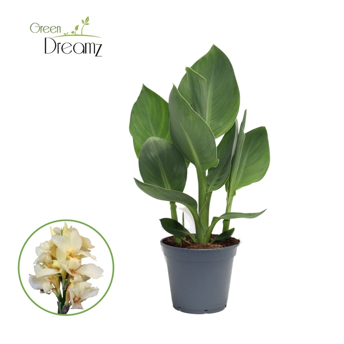 <h4>Canna Alaska Zonder Bloem p 17</h4>