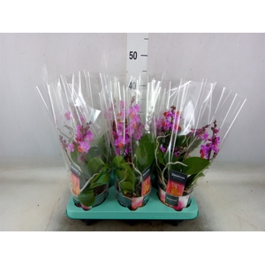 Phalaenopsis   ...lilac