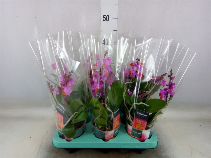 <h4>Phalaenopsis   ...lilac</h4>