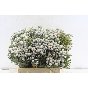 Kaaps Silver Brunia
