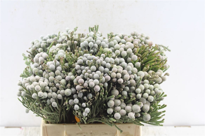 <h4>Kaaps Silver Brunia</h4>
