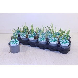 GALANTHUS NIV IN POT