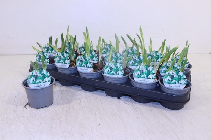 <h4>GALANTHUS NIV IN POT</h4>