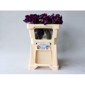 LATHYRUS NAVY BLUE