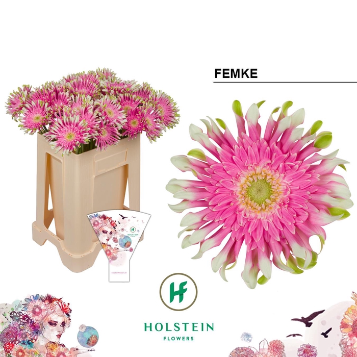 <h4>GE KV GERPASTA FEMKE</h4>