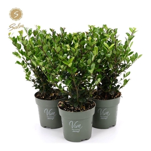 Viva Ilex crenata 'Jenny'® P10