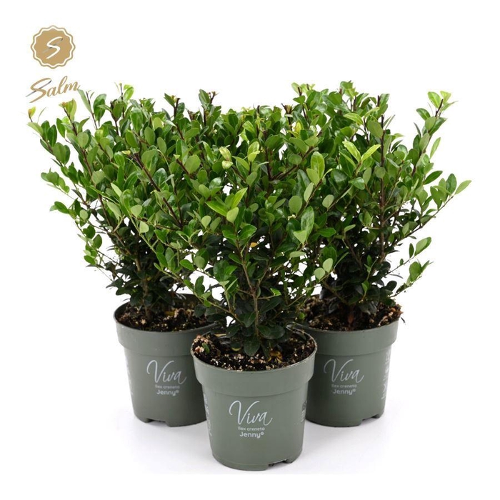<h4>Viva Ilex crenata 'Jenny'® P10</h4>