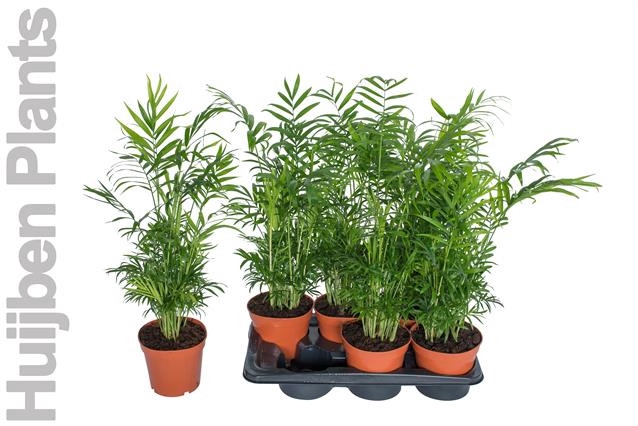 Chamaedorea elegans 17Ø 65cm