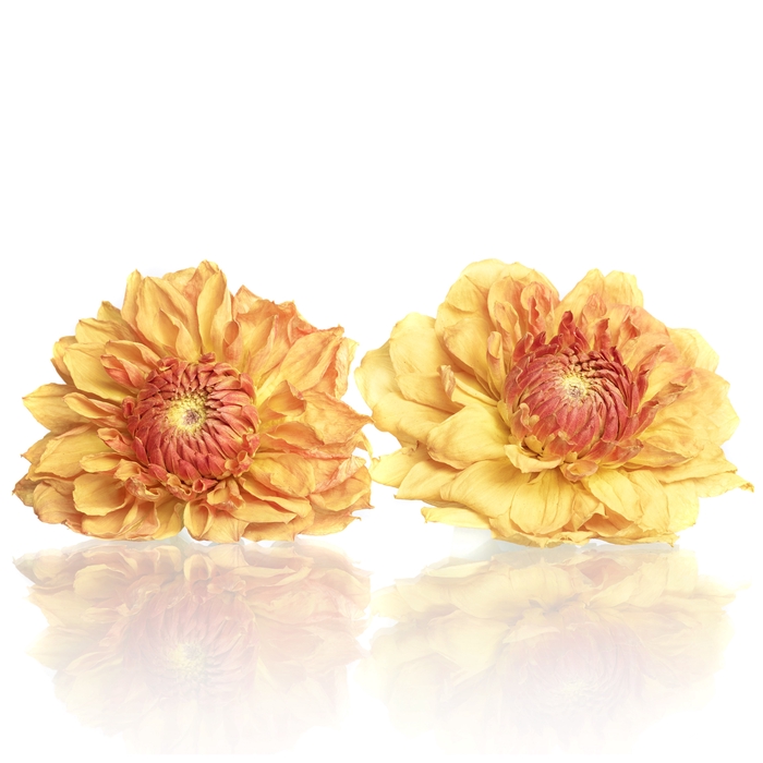 <h4>Dahlia orange 5,5-6cm</h4>