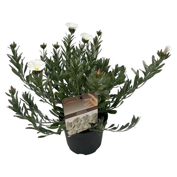 <h4>Convolvulus Cneorum sense</h4>