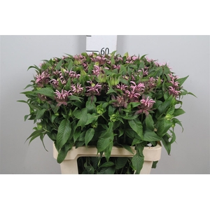 Monarda Beauty Cobha