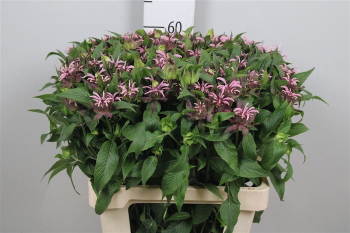 <h4>Monarda Beauty Cobha</h4>