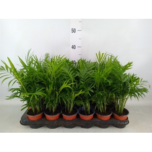 Chamaedorea elegans