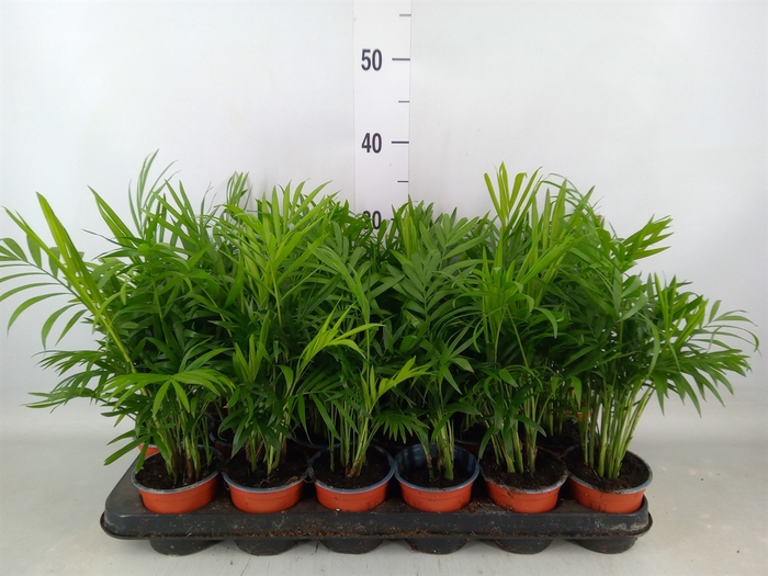 <h4>Chamaedorea elegans</h4>