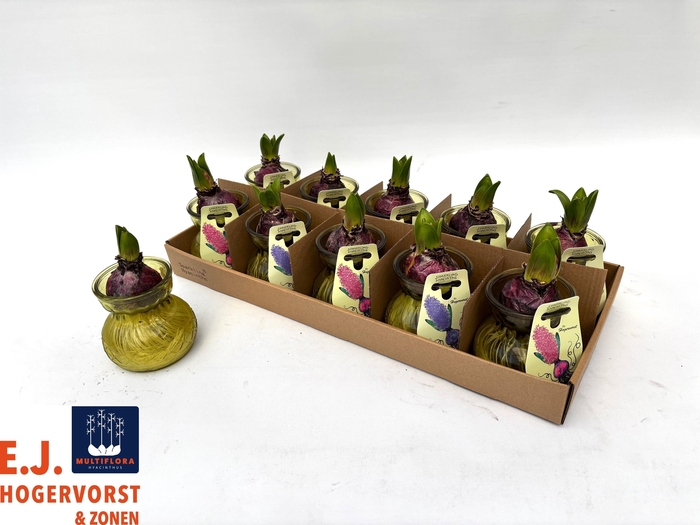 <h4>ARR PL IN SCHAAL</h4>