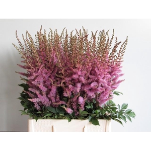 ASTIL AR AMETHYST