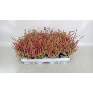 Calluna vulg. 'Red Sun'