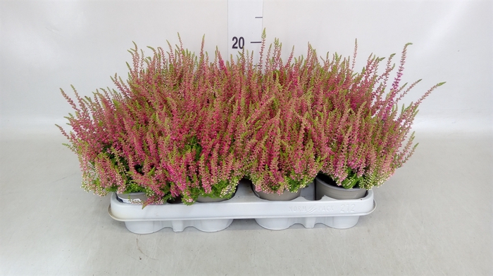 <h4>Calluna vulg. 'Red Sun'</h4>