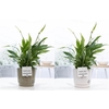 Spathiphyllum in P&PURE Floor ceramics ass. 2