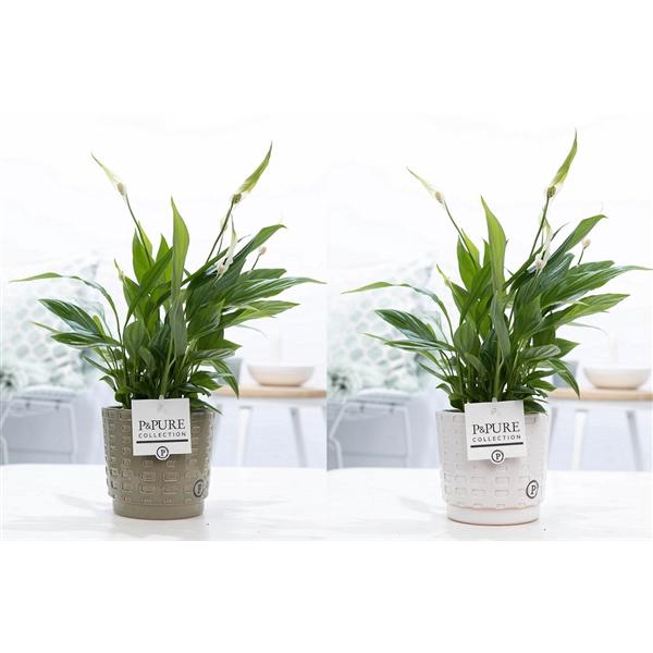 Spathiphyllum in P&PURE Floor ceramics ass. 2