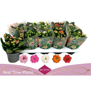 KAL GE PERF GEM 5 KL