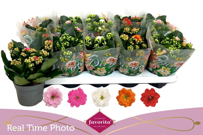 <h4>KAL GE PERF GEM 5 KL</h4>