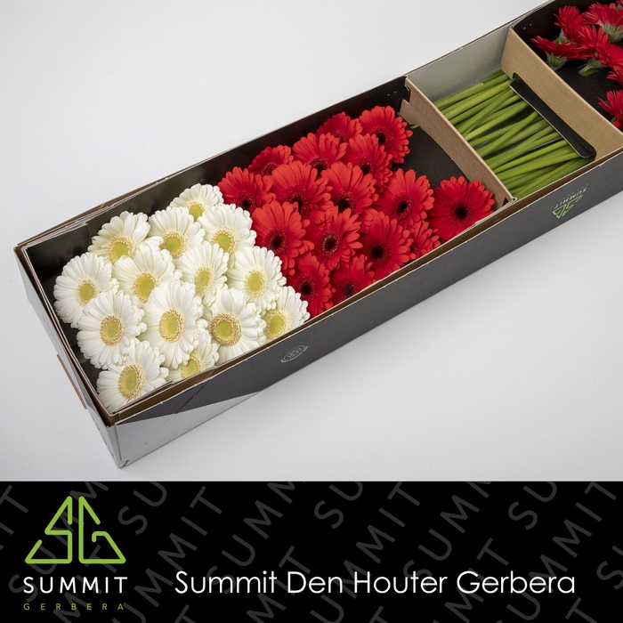 <h4>Germini Mix Rood  Wit Doos</h4>