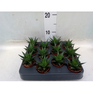 Haworthia limifolia