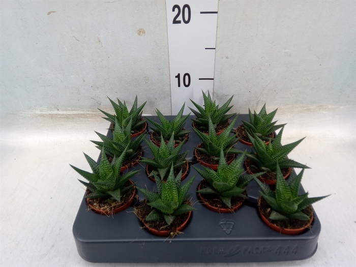 <h4>Haworthia limifolia</h4>