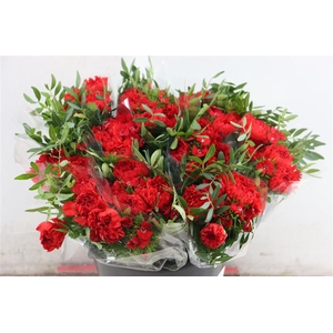 Bouquet Dianthus Mix Red