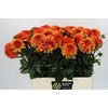 Dahlia American Sunset