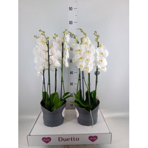 Phalaenopsis  'FC Lunar Landings'