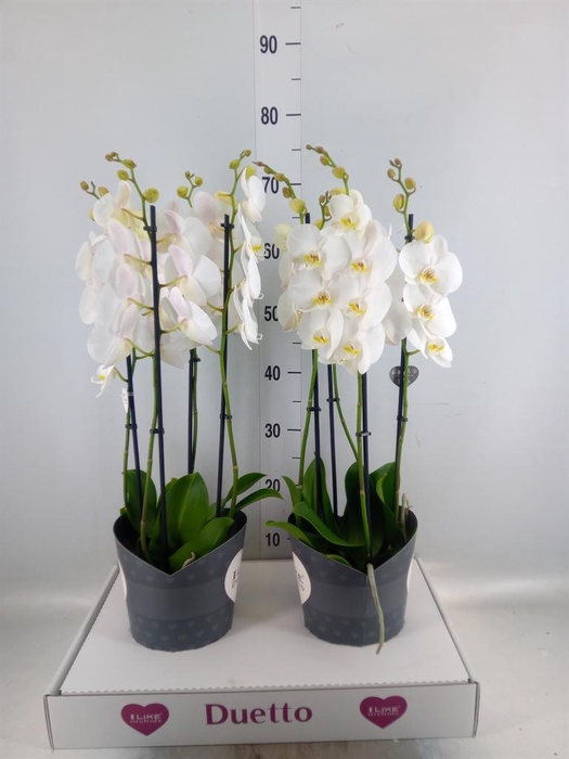 <h4>Phalaenopsis  'FC Lunar Landings'</h4>