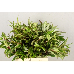 LEUCOTHOE RAINBOW 45CM