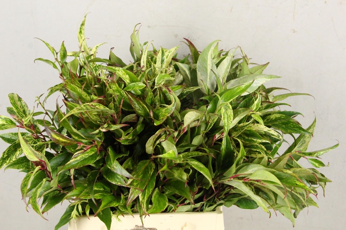 <h4>LEUCOTHOE RAINBOW 45CM</h4>