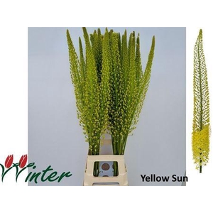 Eremurus Shelford Yellow Sun