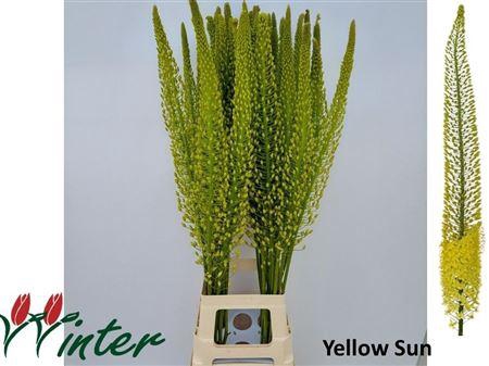 <h4>Eremurus Shelford Yellow Sun</h4>
