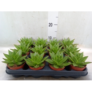 Echeveria agavoides 'Ebony'