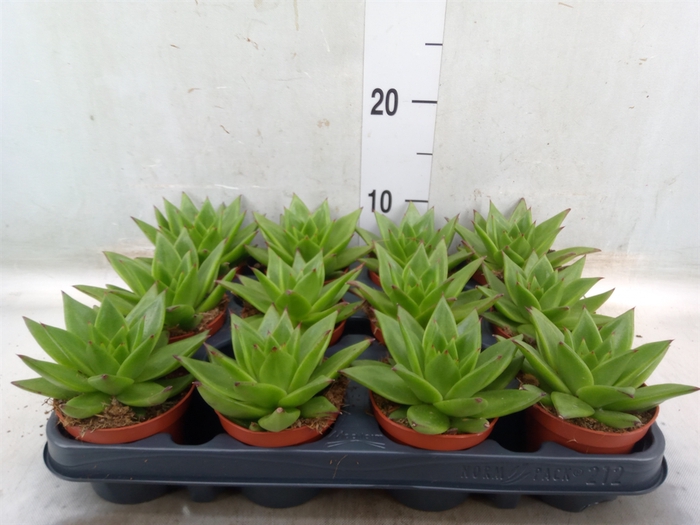 <h4>Echeveria agavoides 'Ebony'</h4>