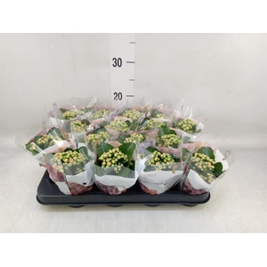 Kalanchoe blos. 'RosDon Alano'