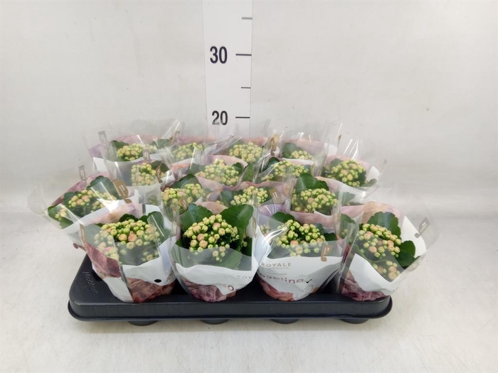 <h4>Kalanchoe blos. 'RosDon Alano'</h4>