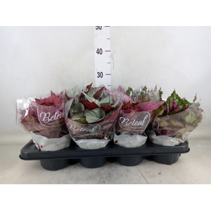 Begonia BD 'Beleaf'   ...mix