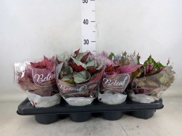 <h4>Begonia BD 'Beleaf'   ...mix</h4>
